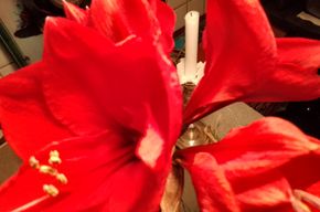 Rote Amaryllis in voller Blüte