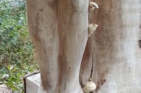 Holzfigur, an den Beinen/Füßen wachsen Pilze