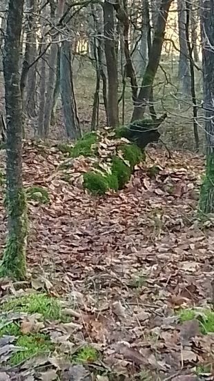 mit Moos bewachsener Baumstamm. Sieht für mich aus wie ein liegender Ochse.