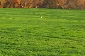 Wiese mit Silberreiher