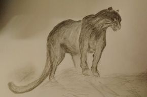 Zeichnung schwarzer Panther