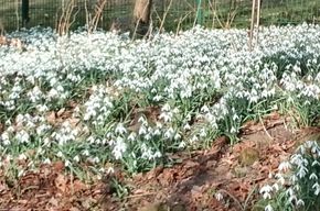 Abertausende Maiglöckchen