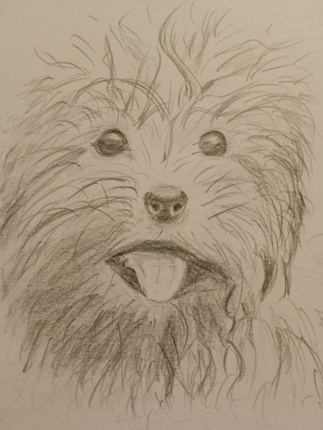 Zeichnung kleiner Dreckspatz, vermutlich Terrier