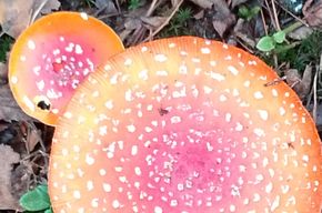 Superschön und supergiftig